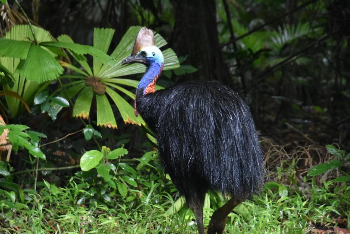 Daintree Siesta Villa Diwan ภายนอก รูปภาพ